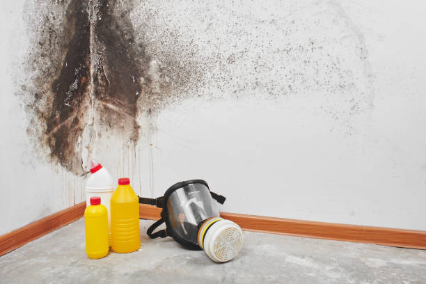 Best Mold Cleaning Services  in Middleport, OH