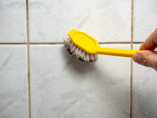 Best Professional Mold Removal  in Middleport, OH