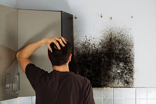 Best Mold Testing  in Middleport, OH
